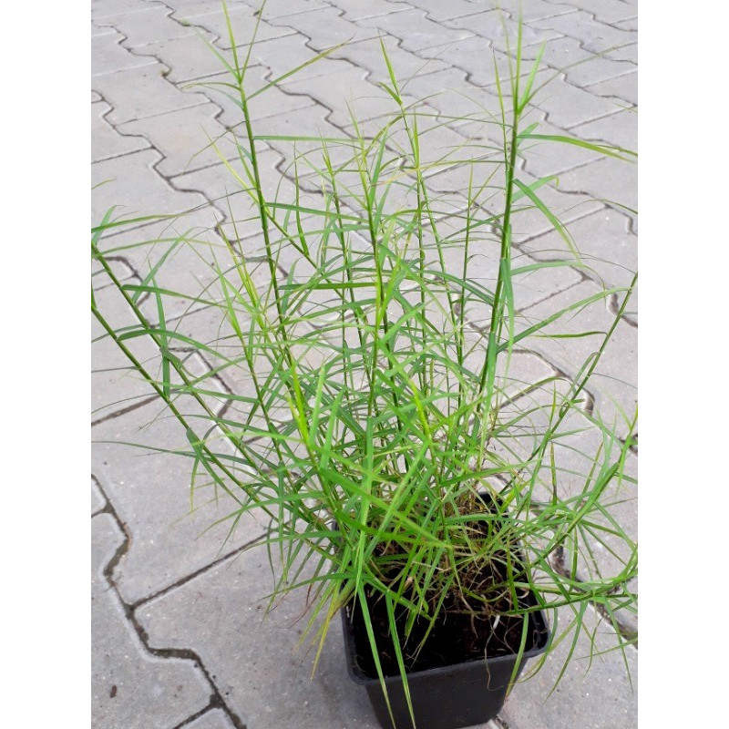 Turzyca sklep sadzonka