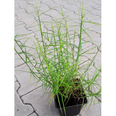 Turzyca sklep sadzonka