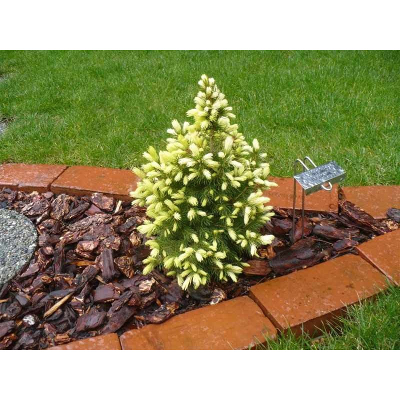 Świerk Biały daisys white sklep