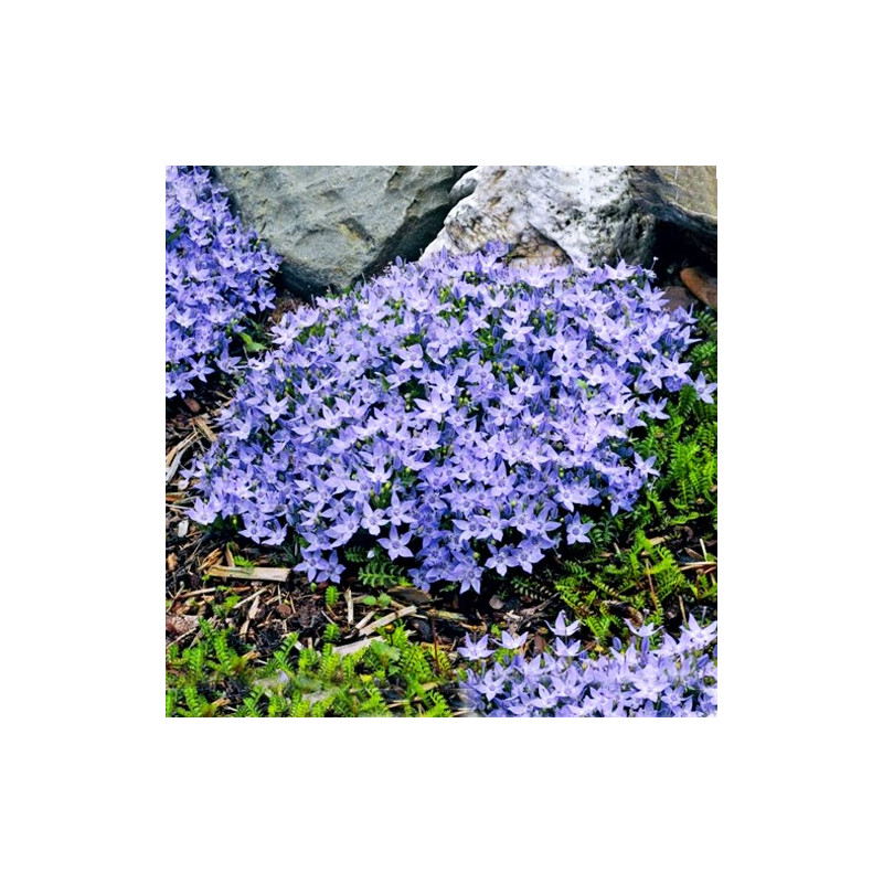 Dzwonek poszarskiego gdzie kupić