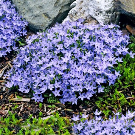 Dzwonek poszarskiego gdzie kupić