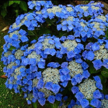 Hortenesja piłkowana Bluebird