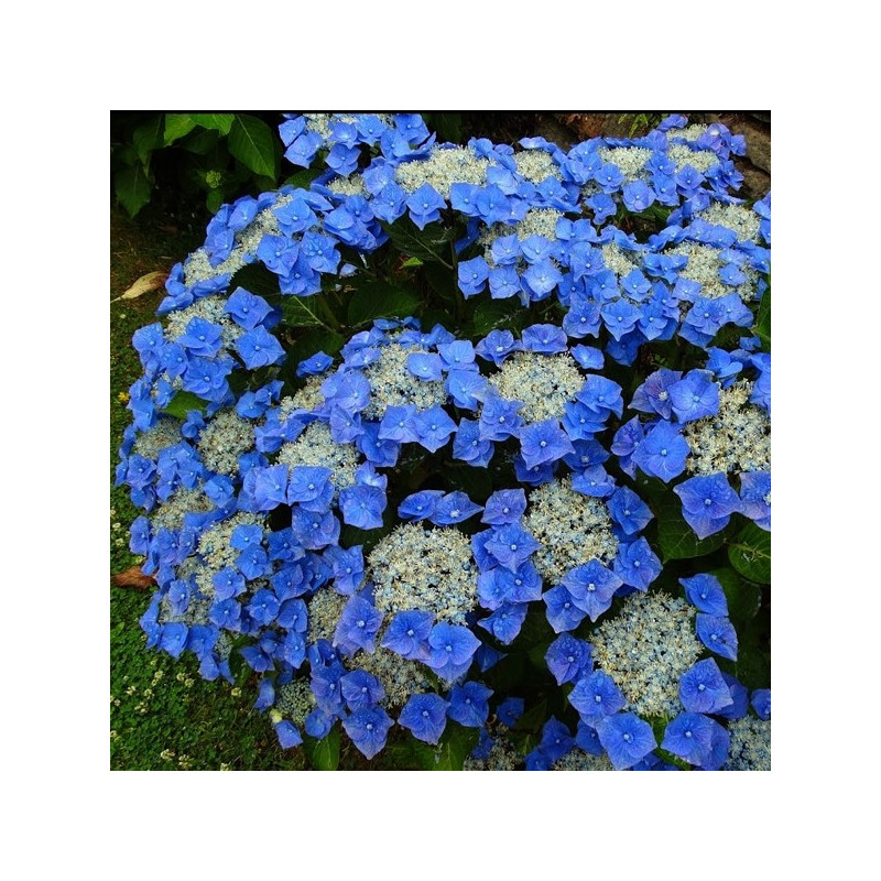 Hortenesja piłkowana Bluebird