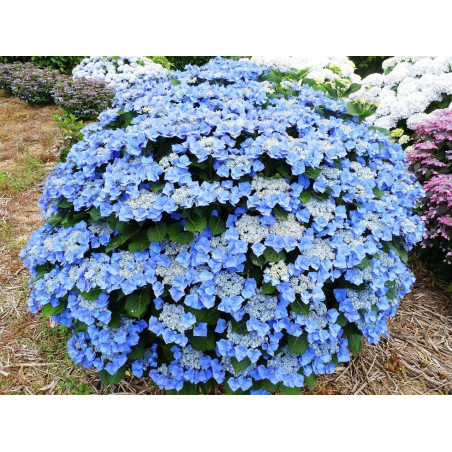 Hortensja piłkowana Bluebird cena