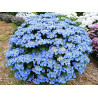 Hortensja piłkowana Bluebird cena