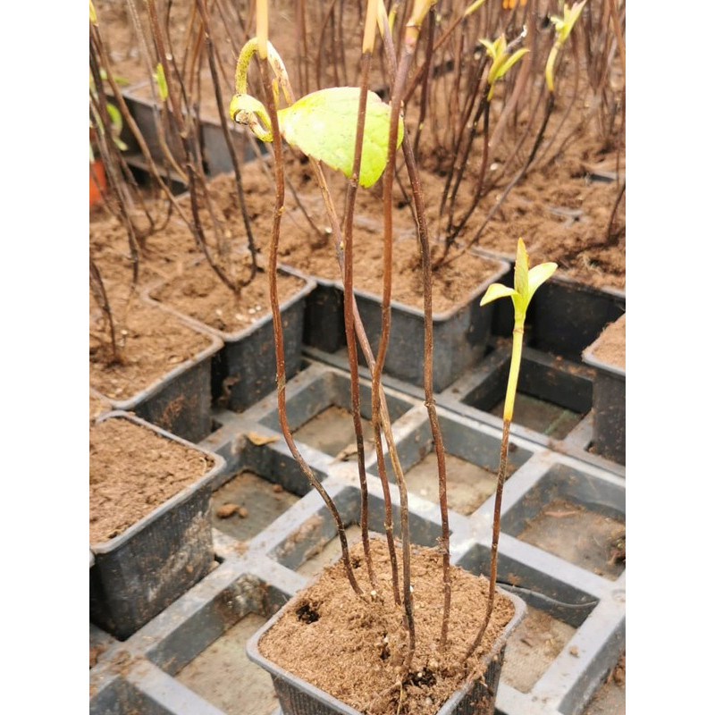 Hortensja piłkowana Bluebird sklep