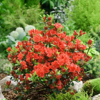 Azalia japońska 'Orange Geisha'