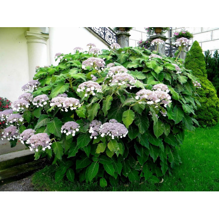 Hortensja omszona sklep
