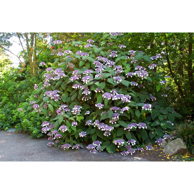 Hortensja kosmata cena