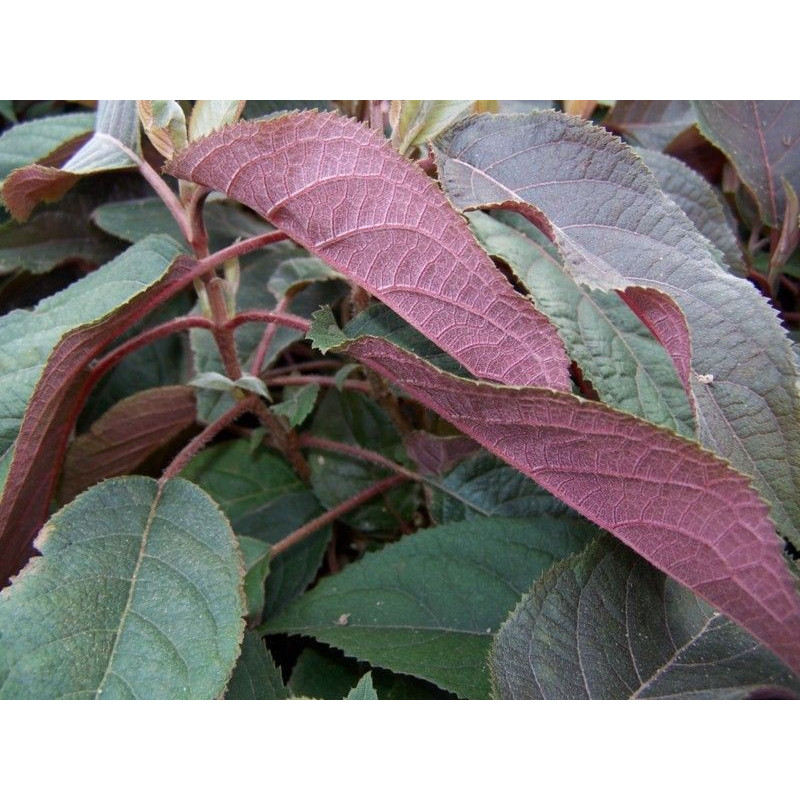 Hortensja omszona gdzie kupić