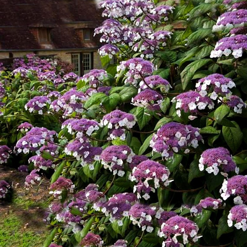 Hortensja omszona cena