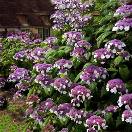 Hortensja omszona cena