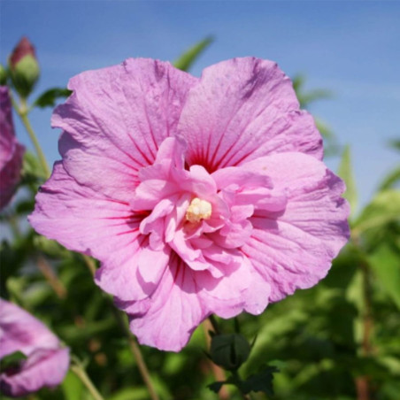 Hibiskus Lavender Chiffon