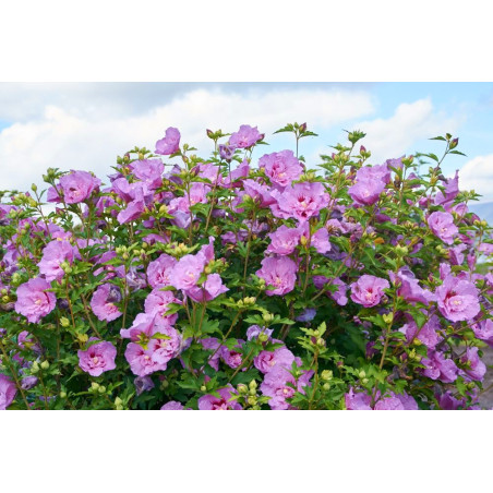 Ketmia syryjska sadzonka