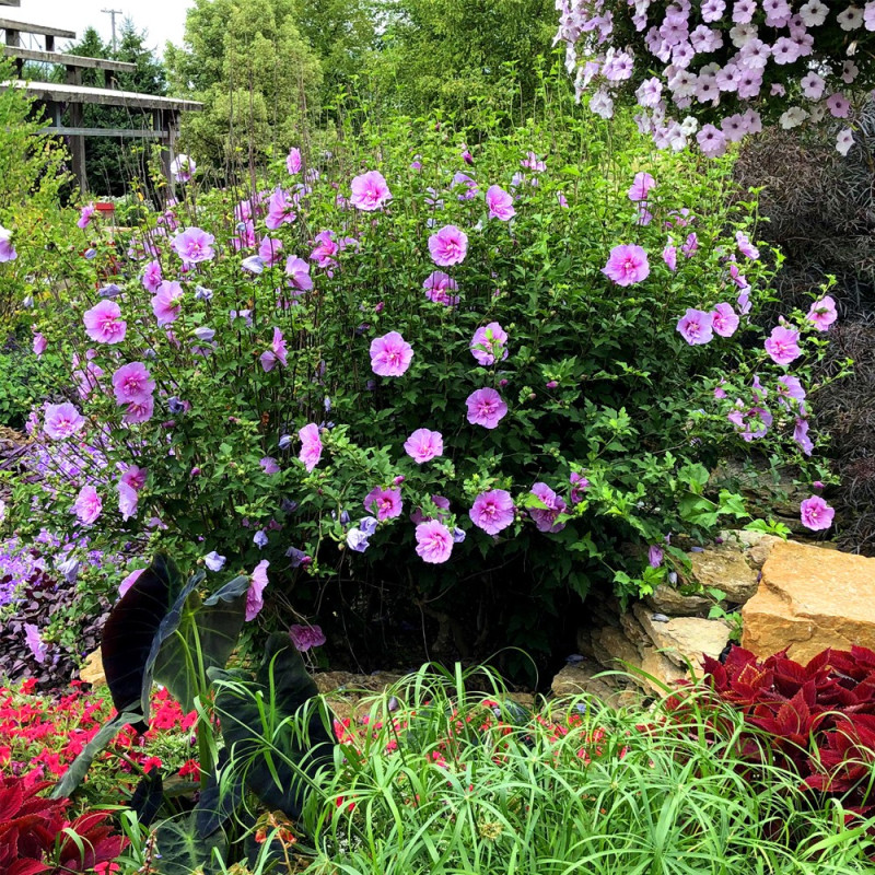 Hibiskus mrozoodporny