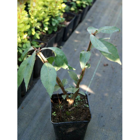 Trzmielina oskrzydlona sadzonka