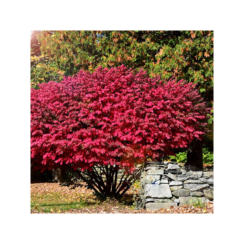 Trzmielina oskrzydlona gdzie kupić