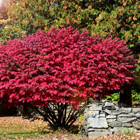 Trzmielina oskrzydlona gdzie kupić