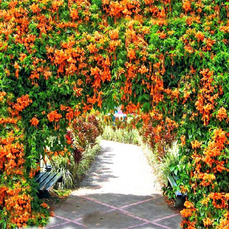 Wiciokrzew browna Dropmore Scarlet