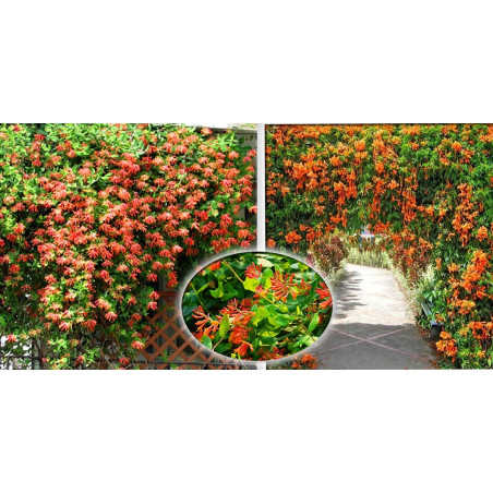 Wiciokrzew browna Dropmore Scarlet cena