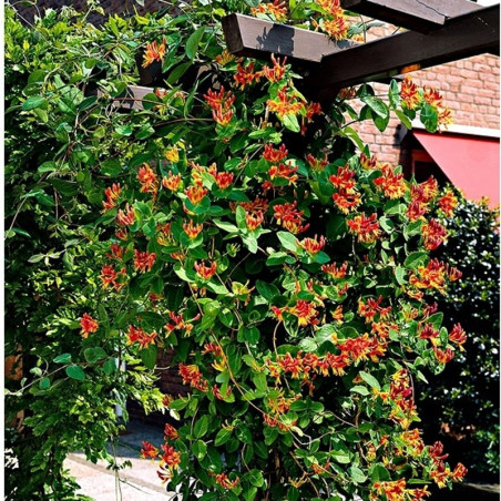 Wiciokrzew browna Dropmore Scarlet sadzonka