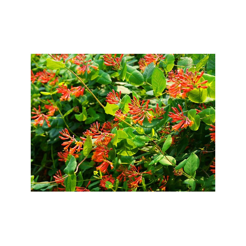 Wiciokrzew browna Dropmore Scarlet sadzonka