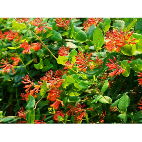 Wiciokrzew browna Dropmore Scarlet sadzonka