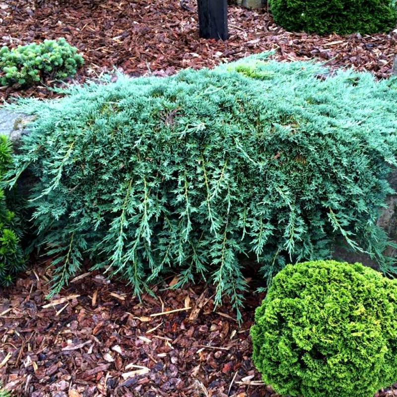 Jałowiec płożący Wiltonii