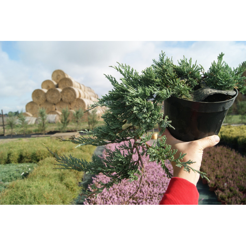 Jałowiec płożący Wiltonii sadzonka