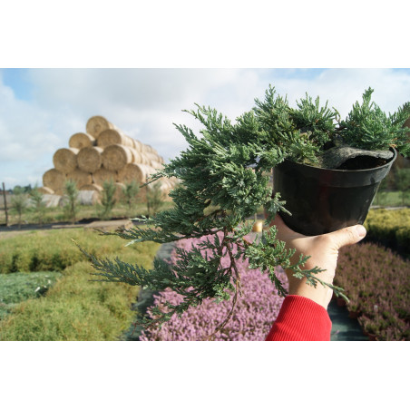 Jałowiec płożący Wiltonii sadzonka