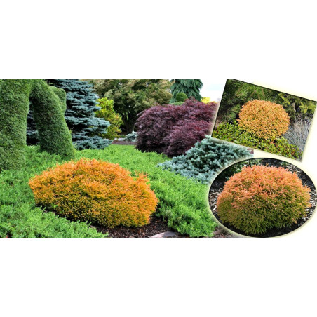 Żywotnik zachodni Golden Tuffet