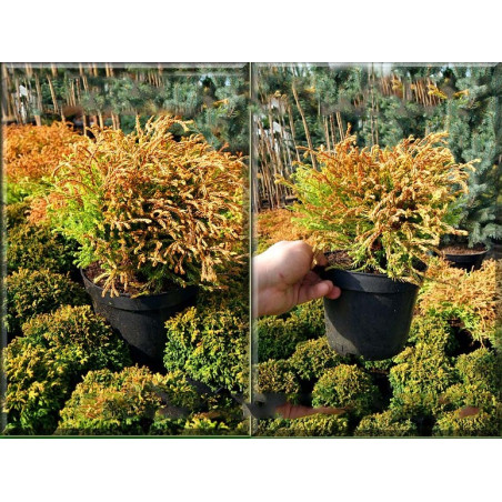 Żywotnik zachodni Golden Tuffet sadzonki