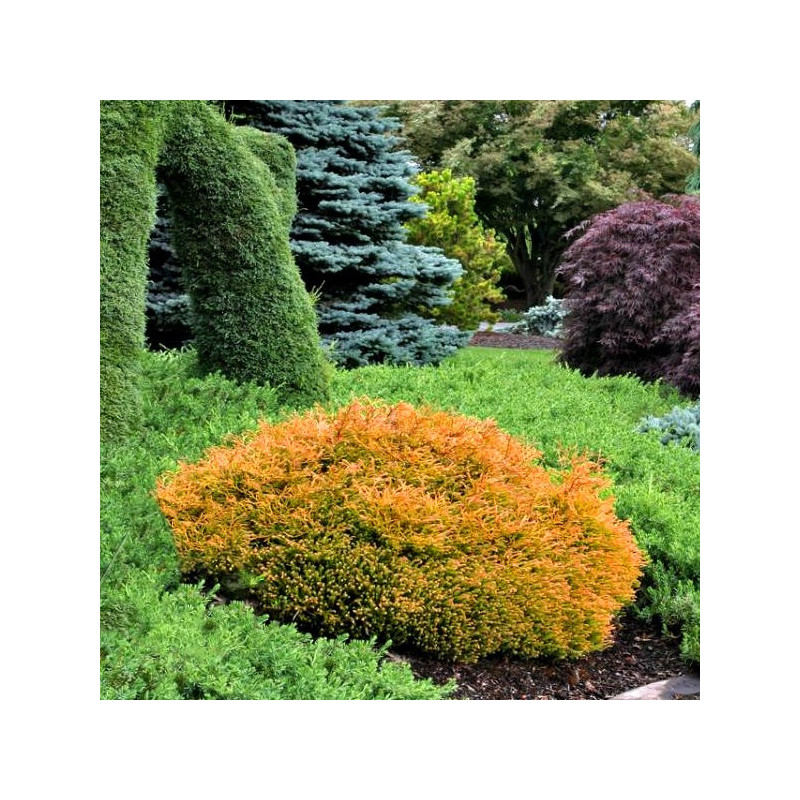 Żywotnik zachodni Golden Tuffet