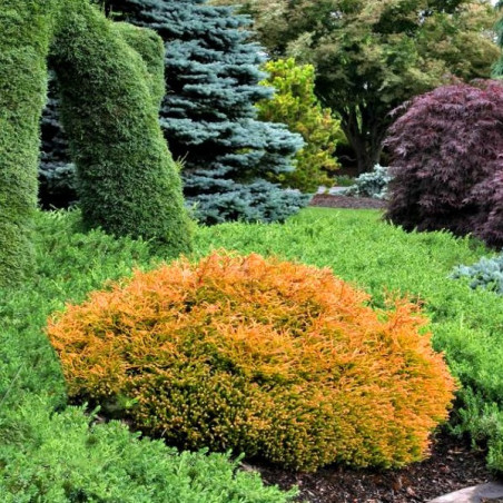 Żywotnik zachodni Golden Tuffet