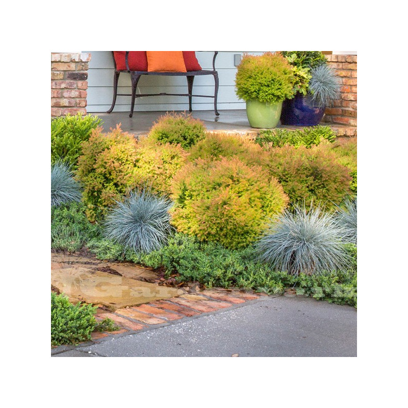 Żywotnik zachodni Golden Tuffet cena