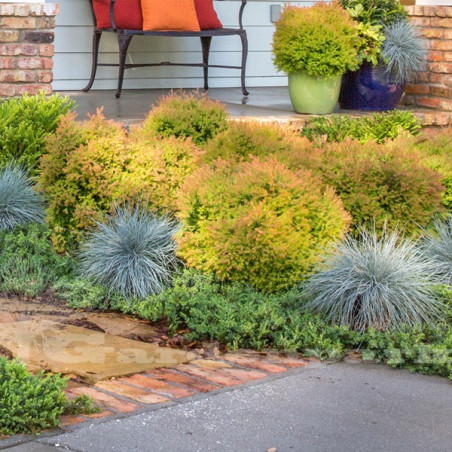 Żywotnik zachodni Golden Tuffet cena