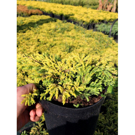 Jałowiec goldschatz sadzonka