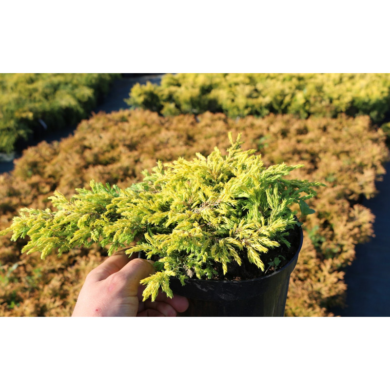 Jałowiec goldschatz cena