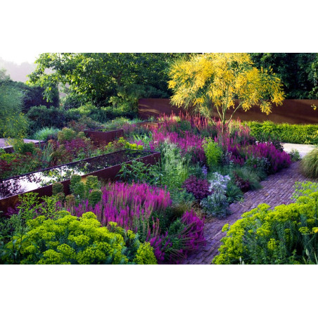 szałwia omszona merleau rose sklep