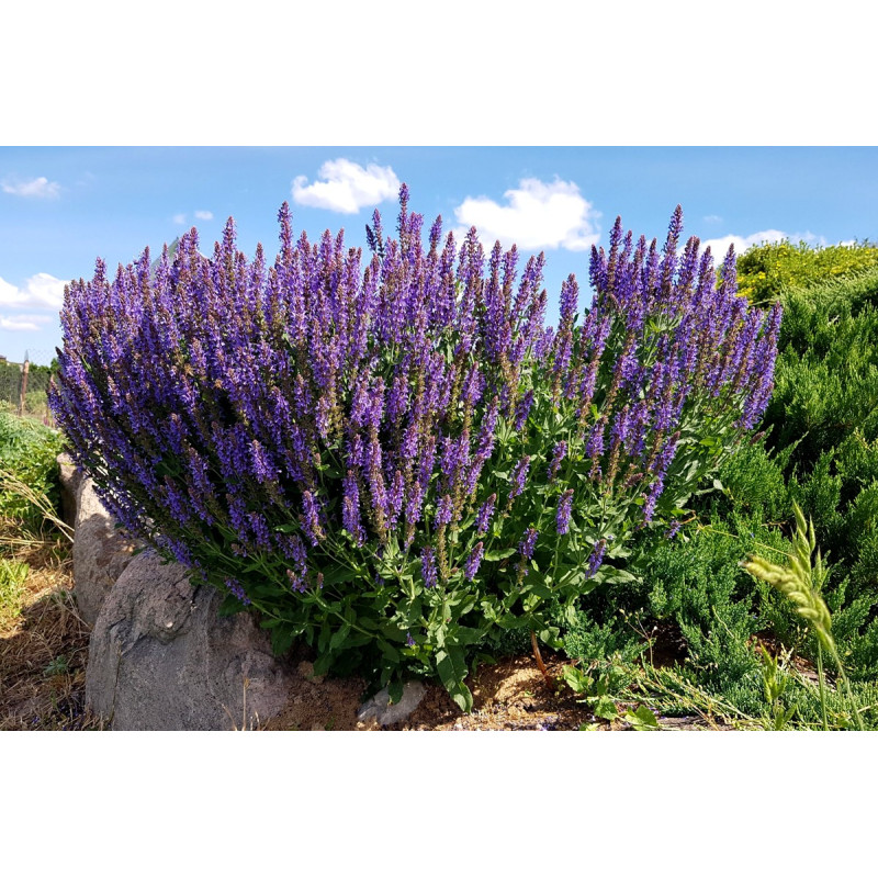 Szałwia omszona Merleau Blue sklep