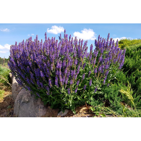 Szałwia omszona Merleau Blue sklep