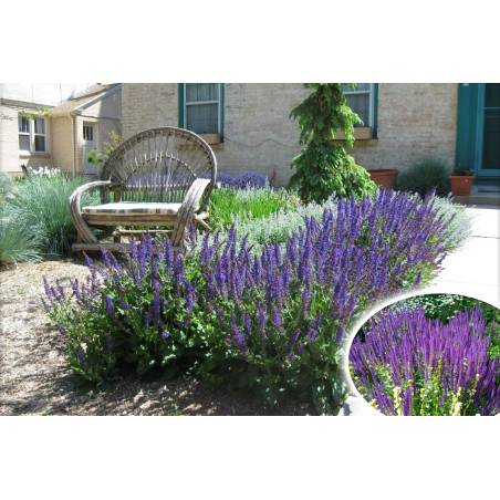 Szałwia omszona Merleau Blue cena