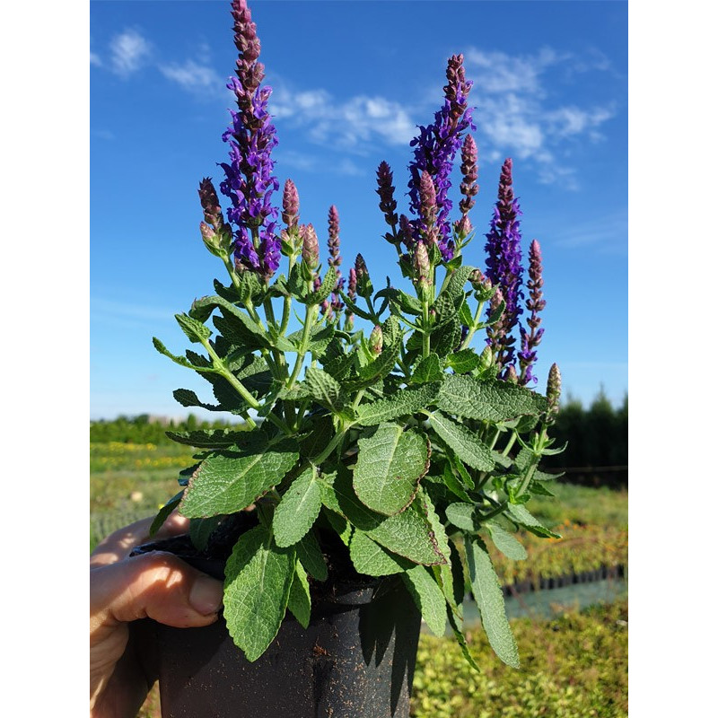 Niebieska szałwia sadzonki