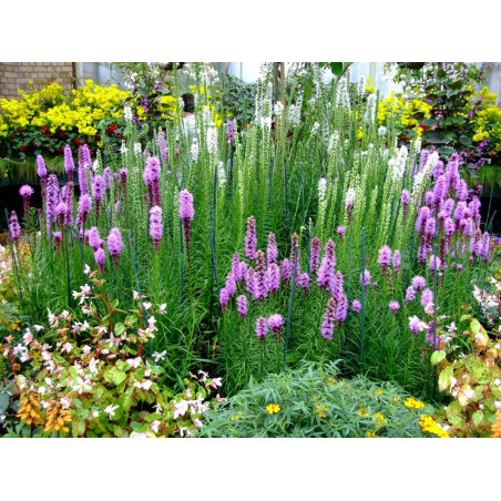 Liatra kłosowa kobold sklep