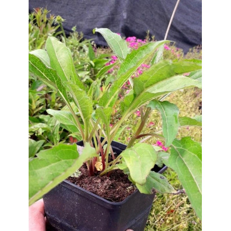 Jeżówka Green Twister sklep