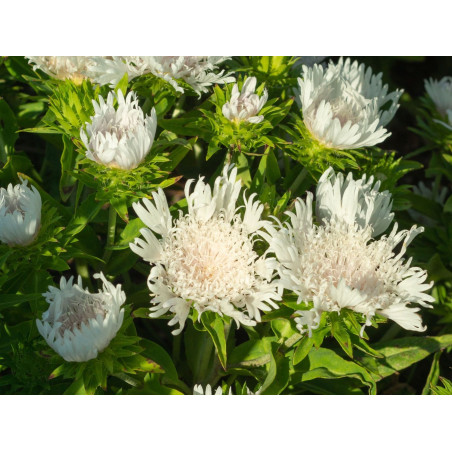 Stokezja biała sklep