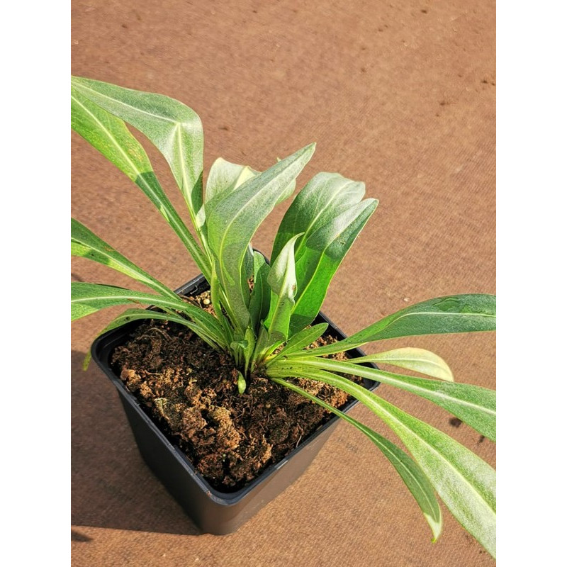 Stokezja biała cena sadzonka