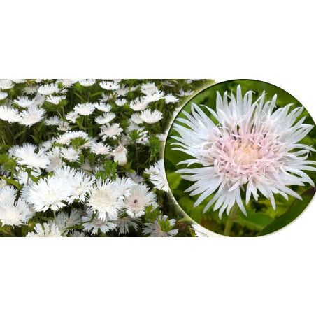 Stokezja biała gdzie kupić