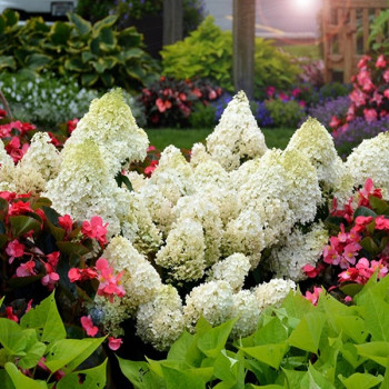 Hortensja bukietowa Little Spooky