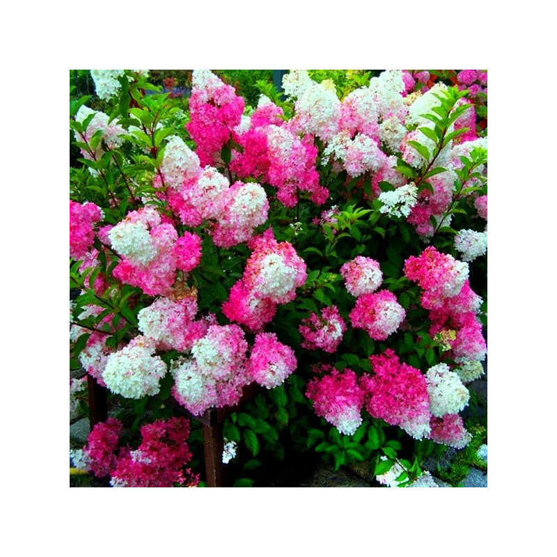 hortensja bukietowa fraise melba